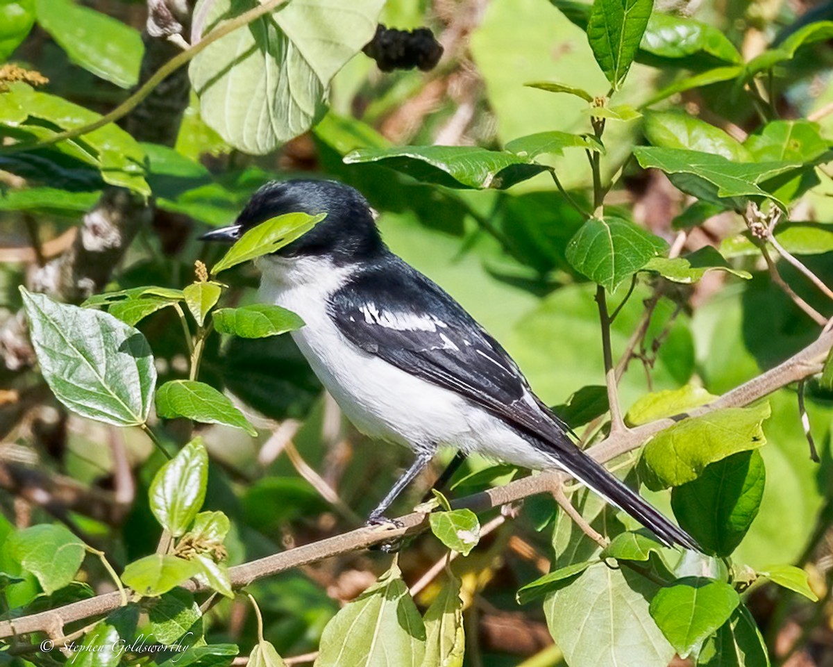 Long-tailed Triller - ML642467844
