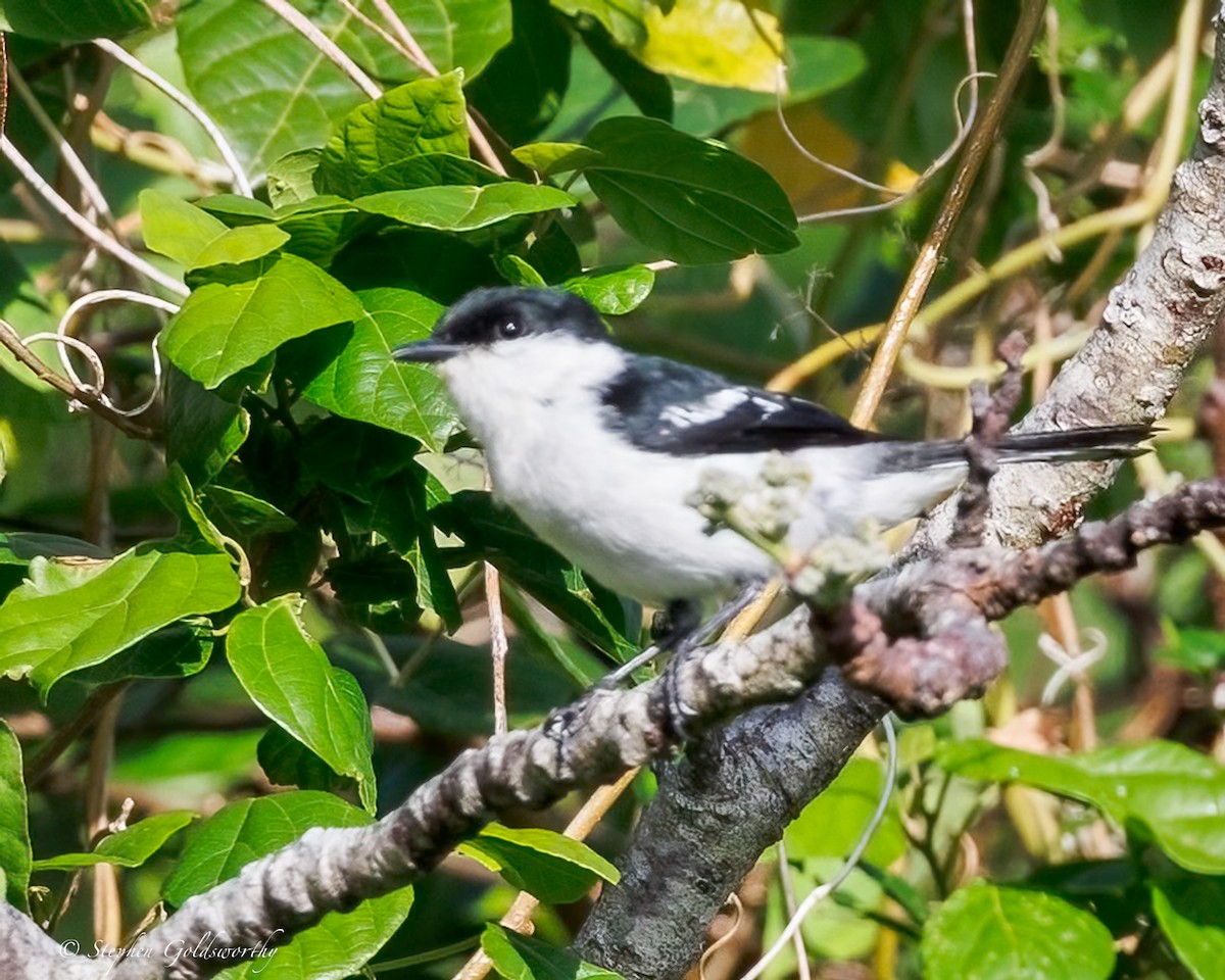 Long-tailed Triller - ML642467845