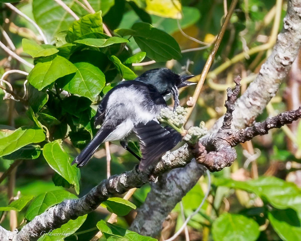 Long-tailed Triller - ML642467846