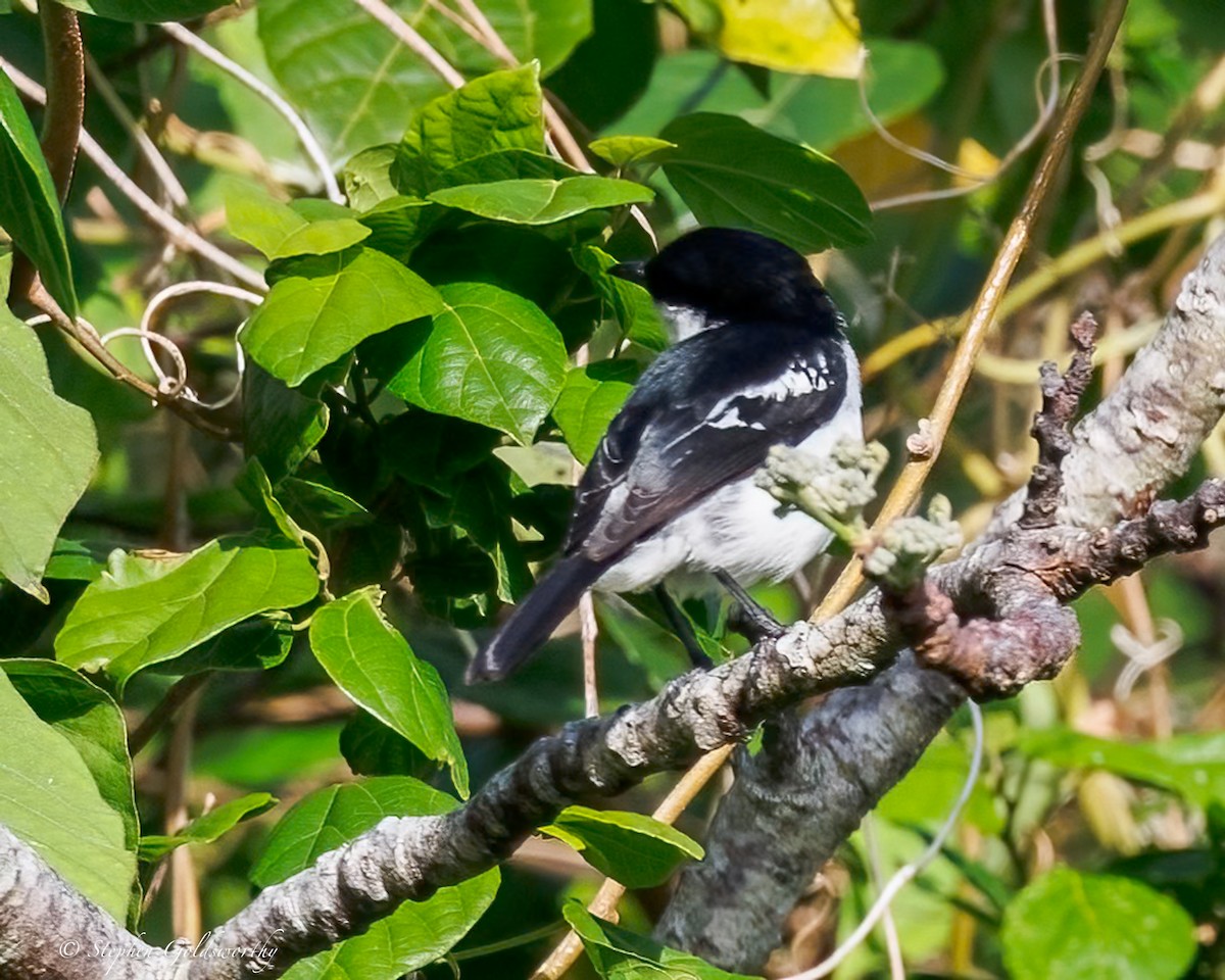 Long-tailed Triller - ML642467847