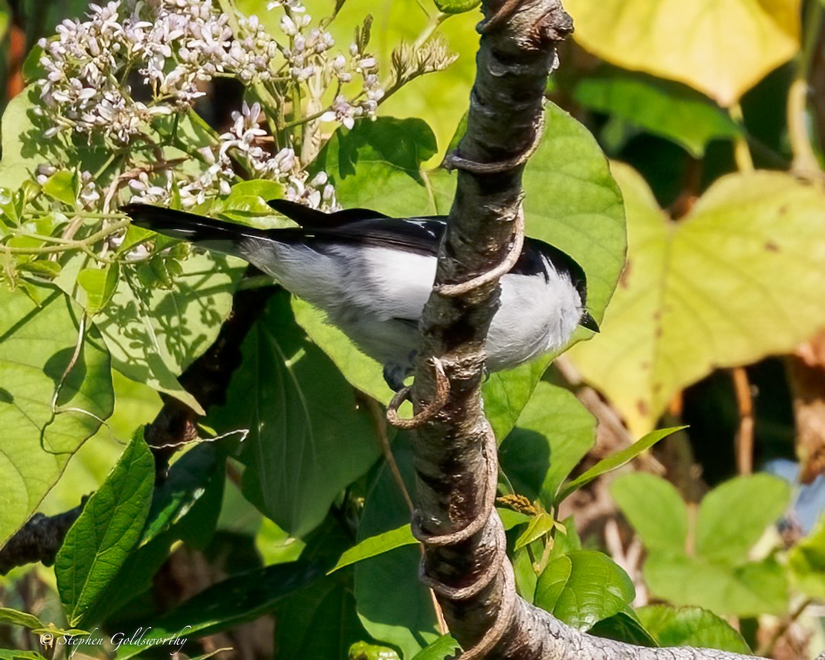 Long-tailed Triller - ML642467848