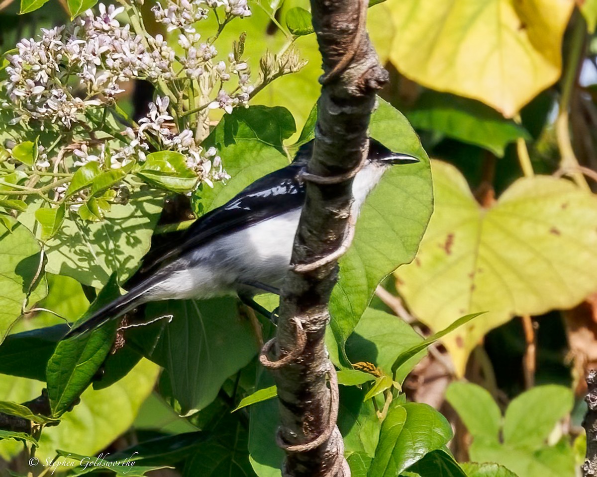 Long-tailed Triller - ML642467849