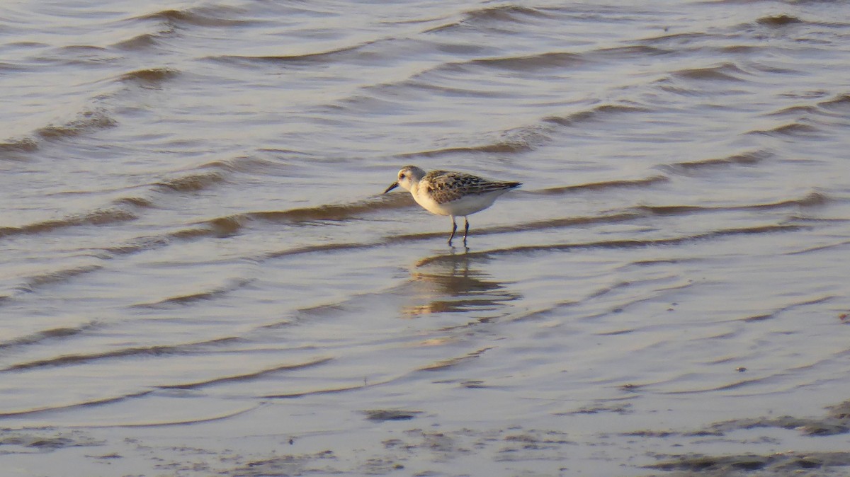 Sanderling - ML642467850