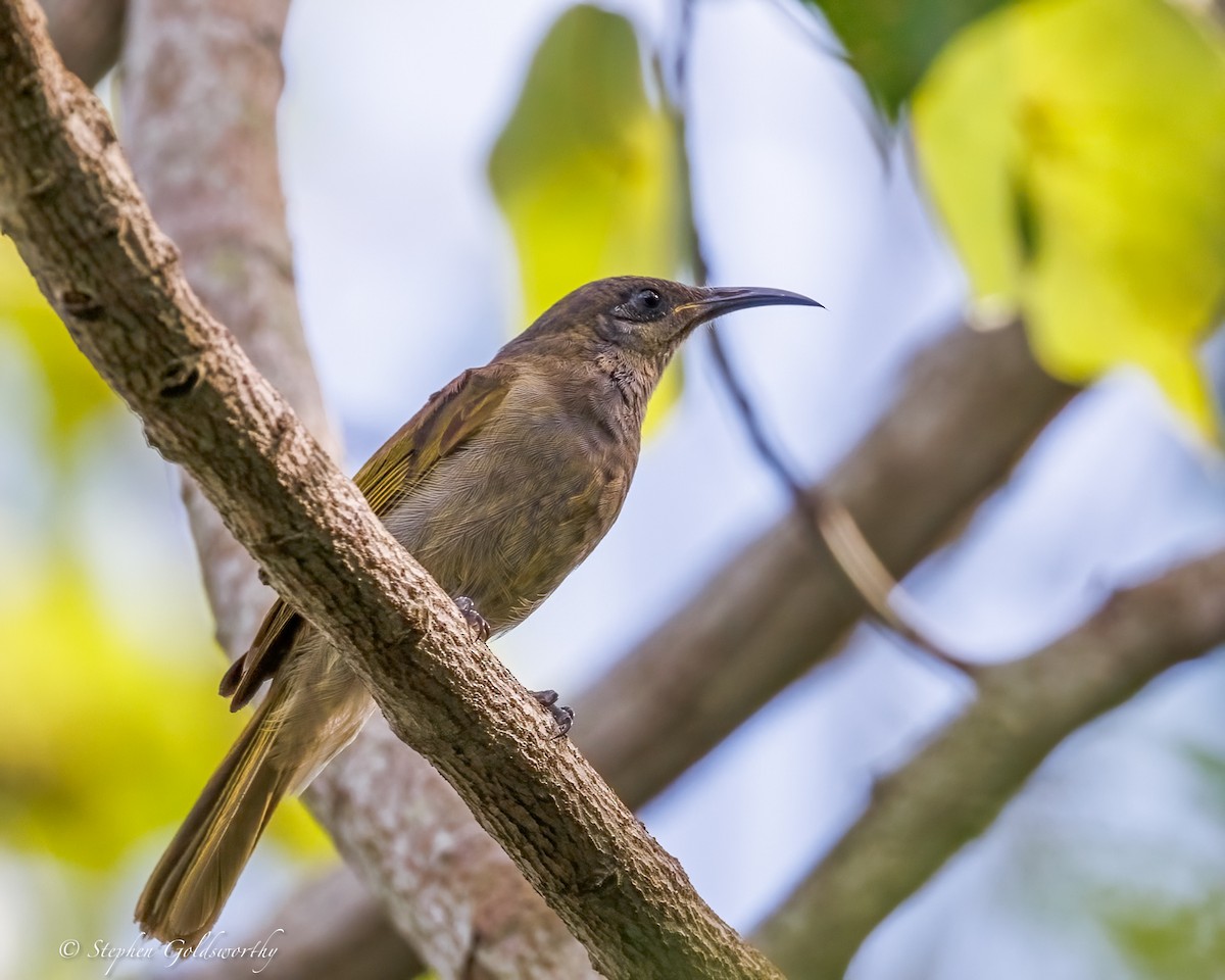 Dark-brown Honeyeater - ML642467871