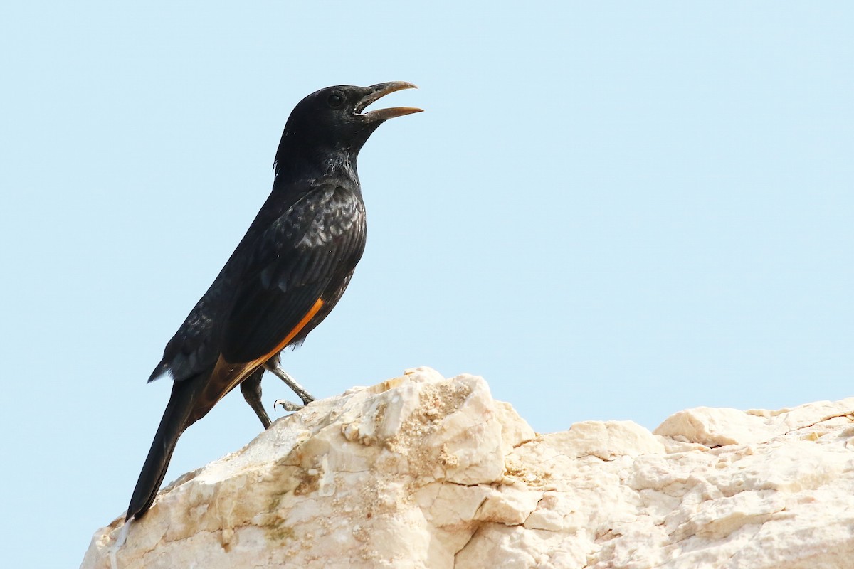 Tristram's Starling - ML642467882