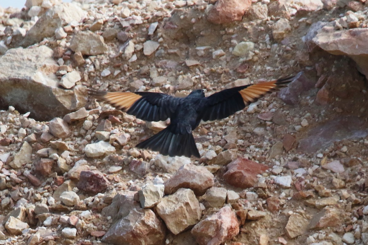 Tristram's Starling - ML642467883