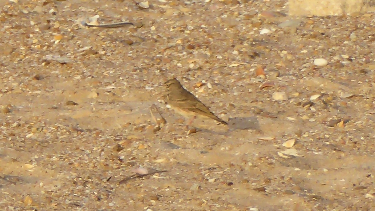 Crested Lark - ML642467886