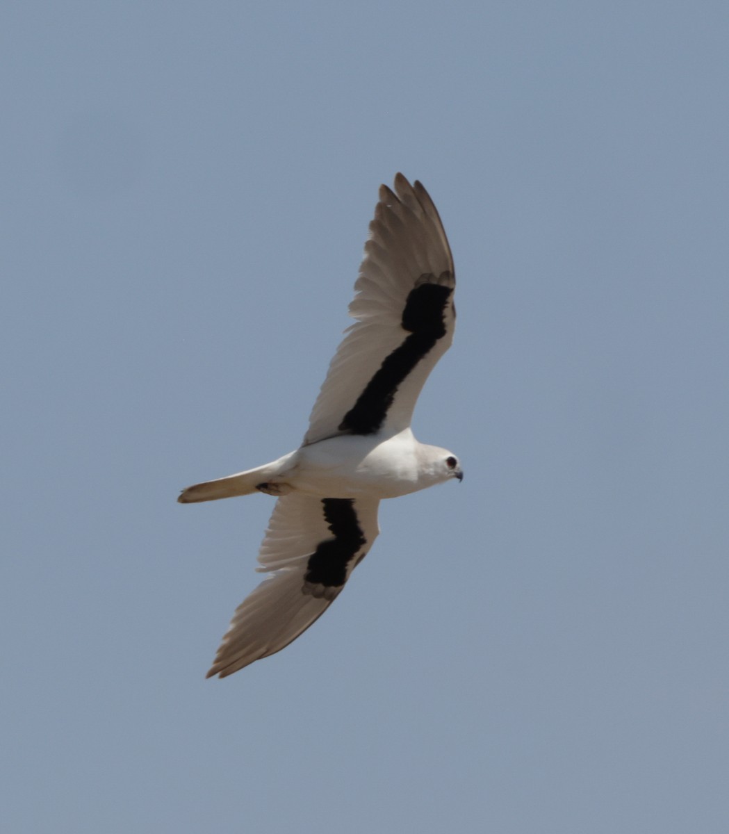 Élanion lettré - ML642467896