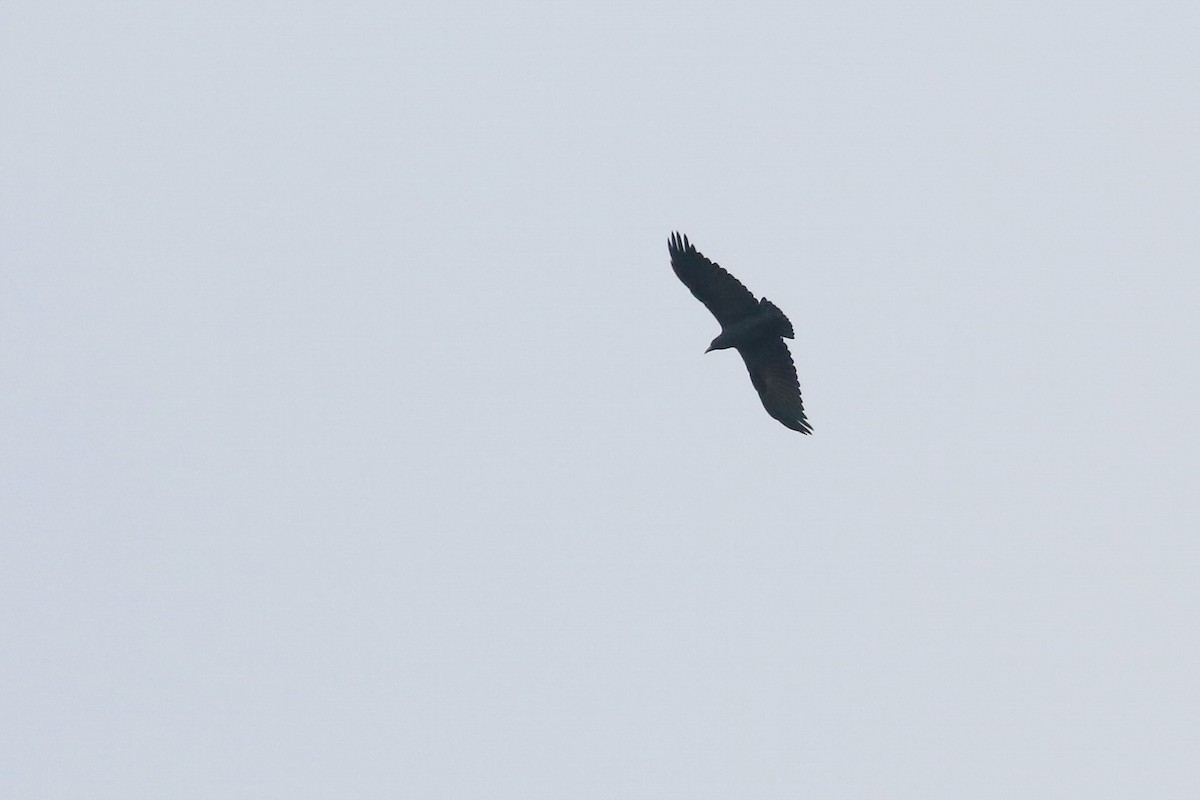 Fan-tailed Raven - ML642467901