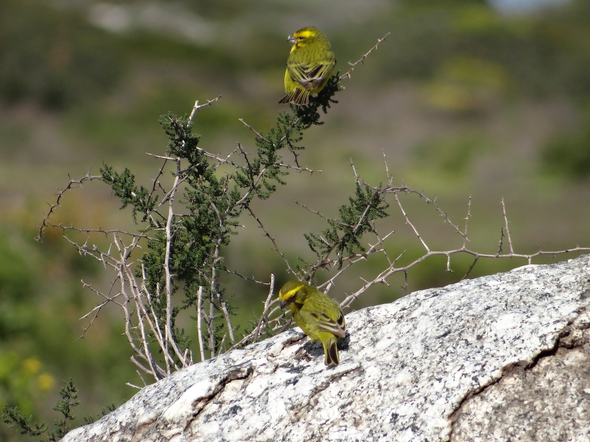 Yellow Canary - ML642467903