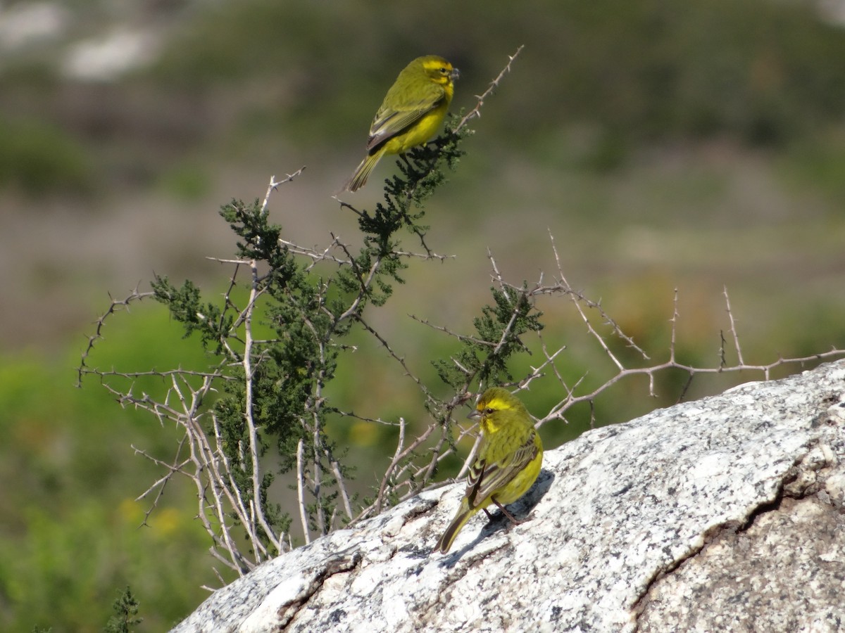 Yellow Canary - ML642467904