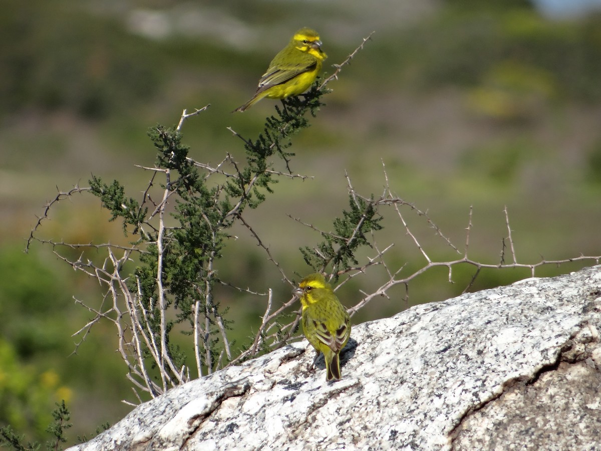 Yellow Canary - ML642467905