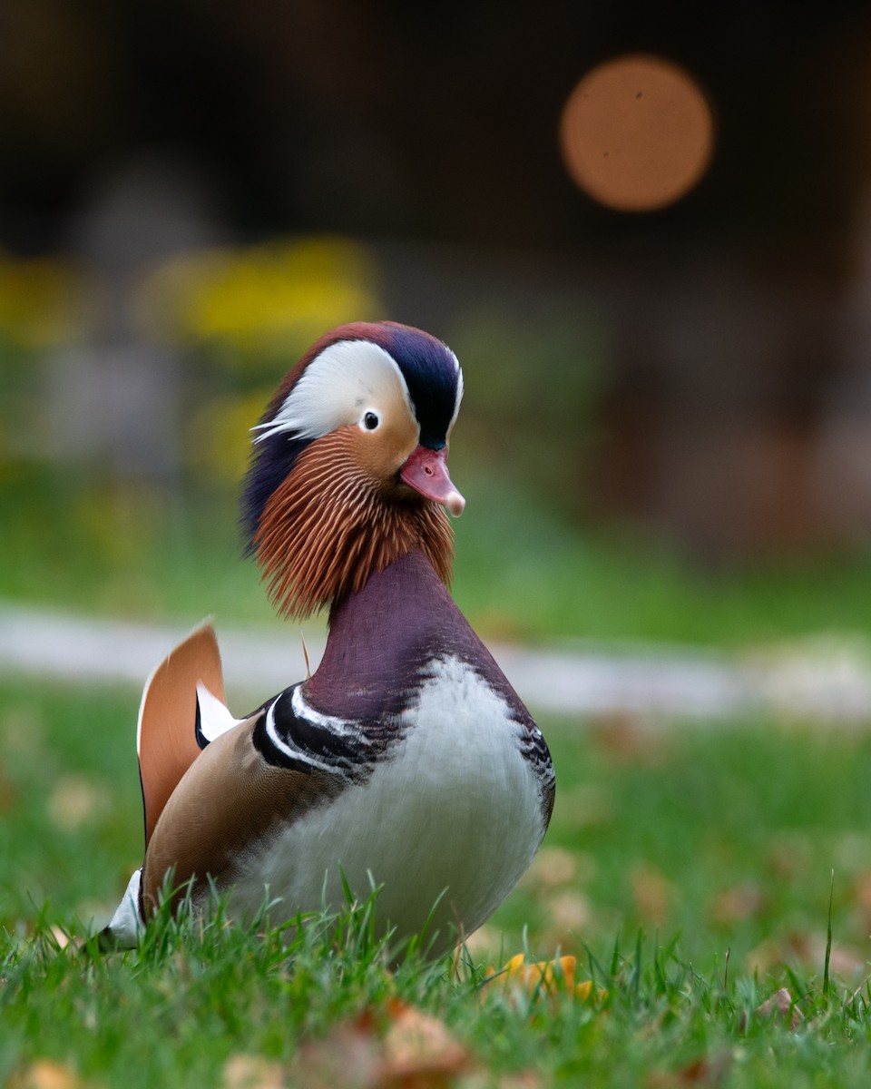 Mandarin Duck - ML642467920
