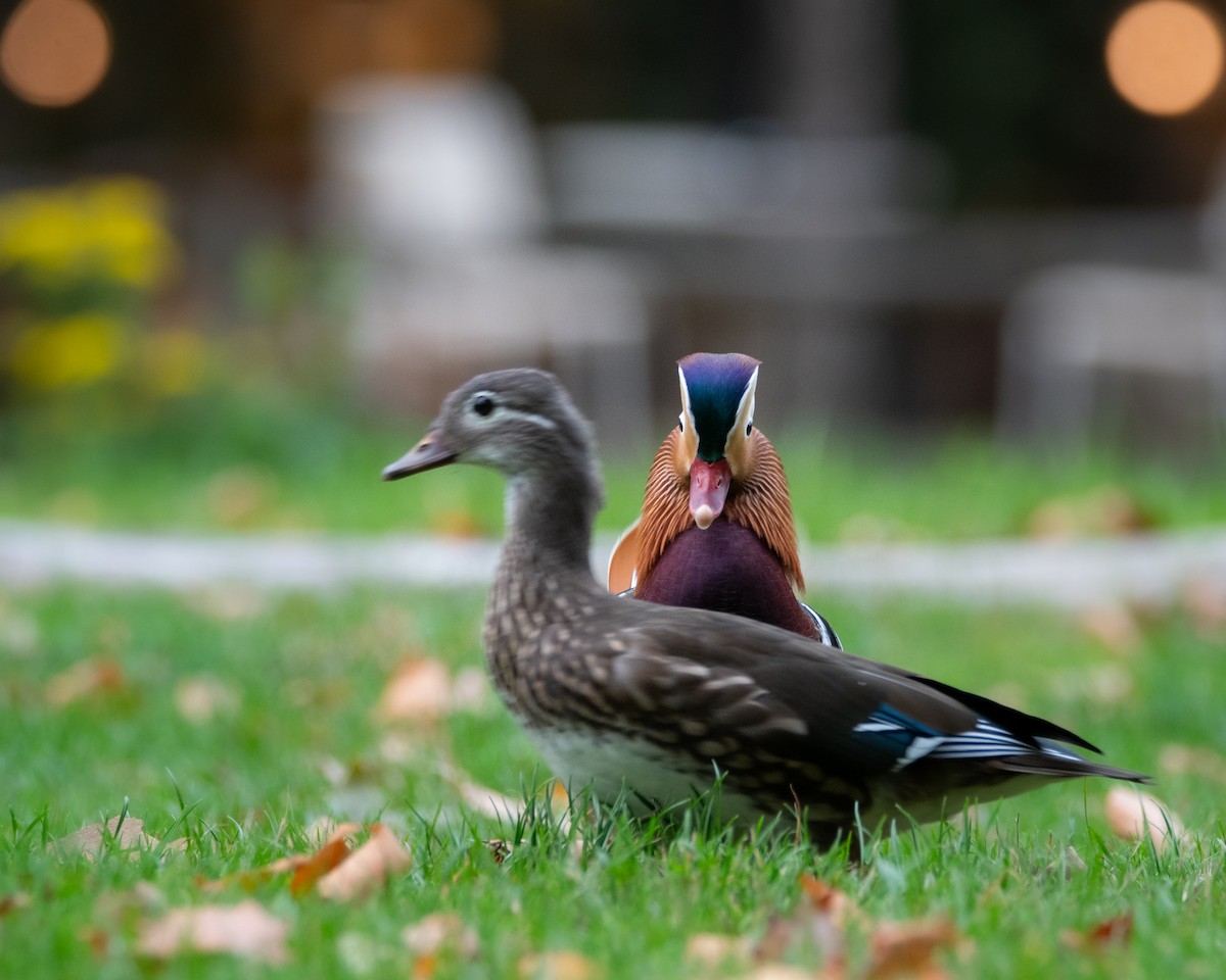 Mandarin Duck - ML642467921