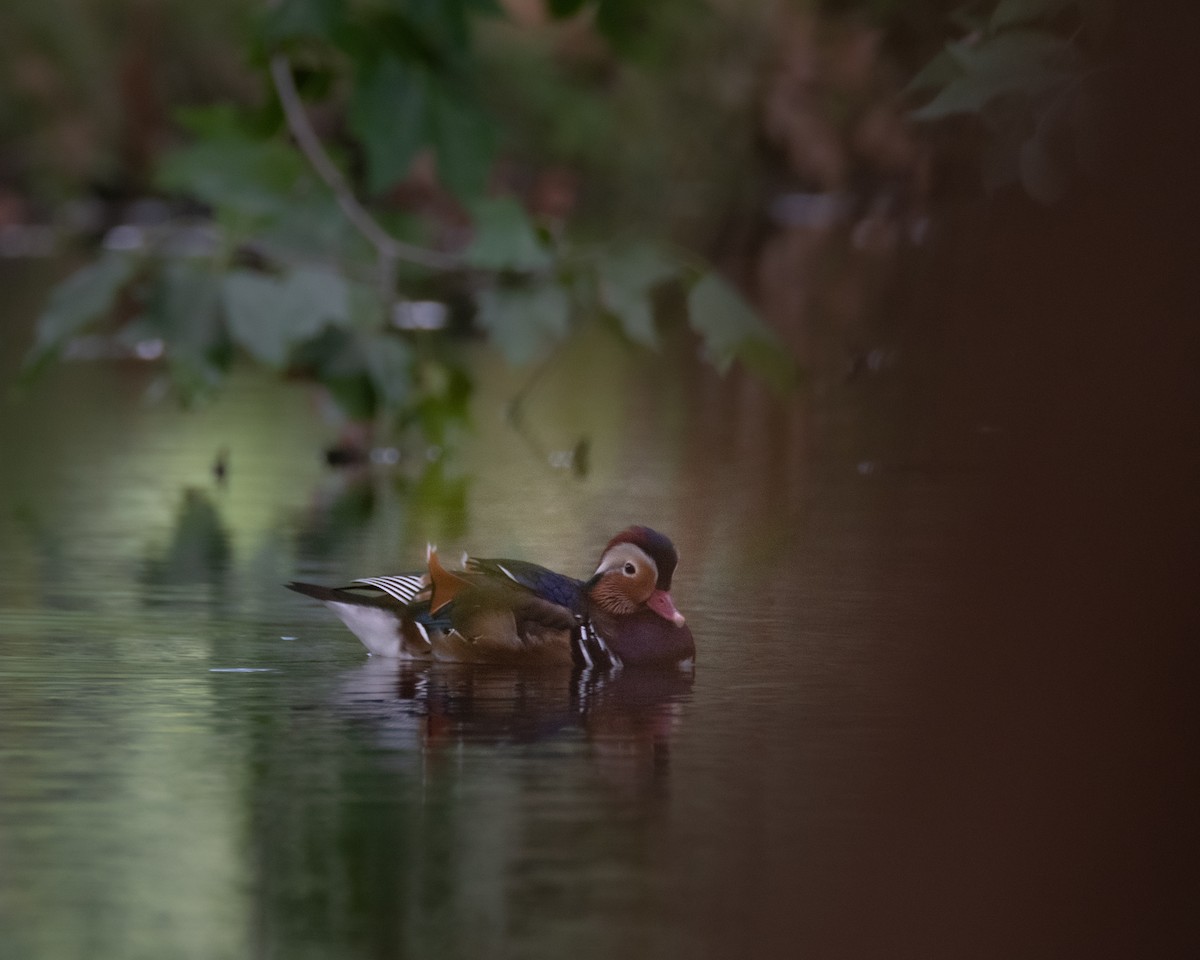 Mandarin Duck - ML642467922