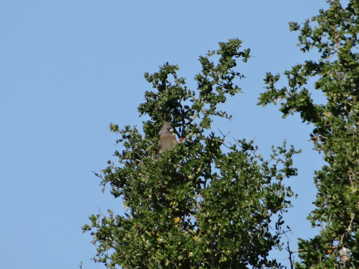 White-backed Mousebird - ML642467943