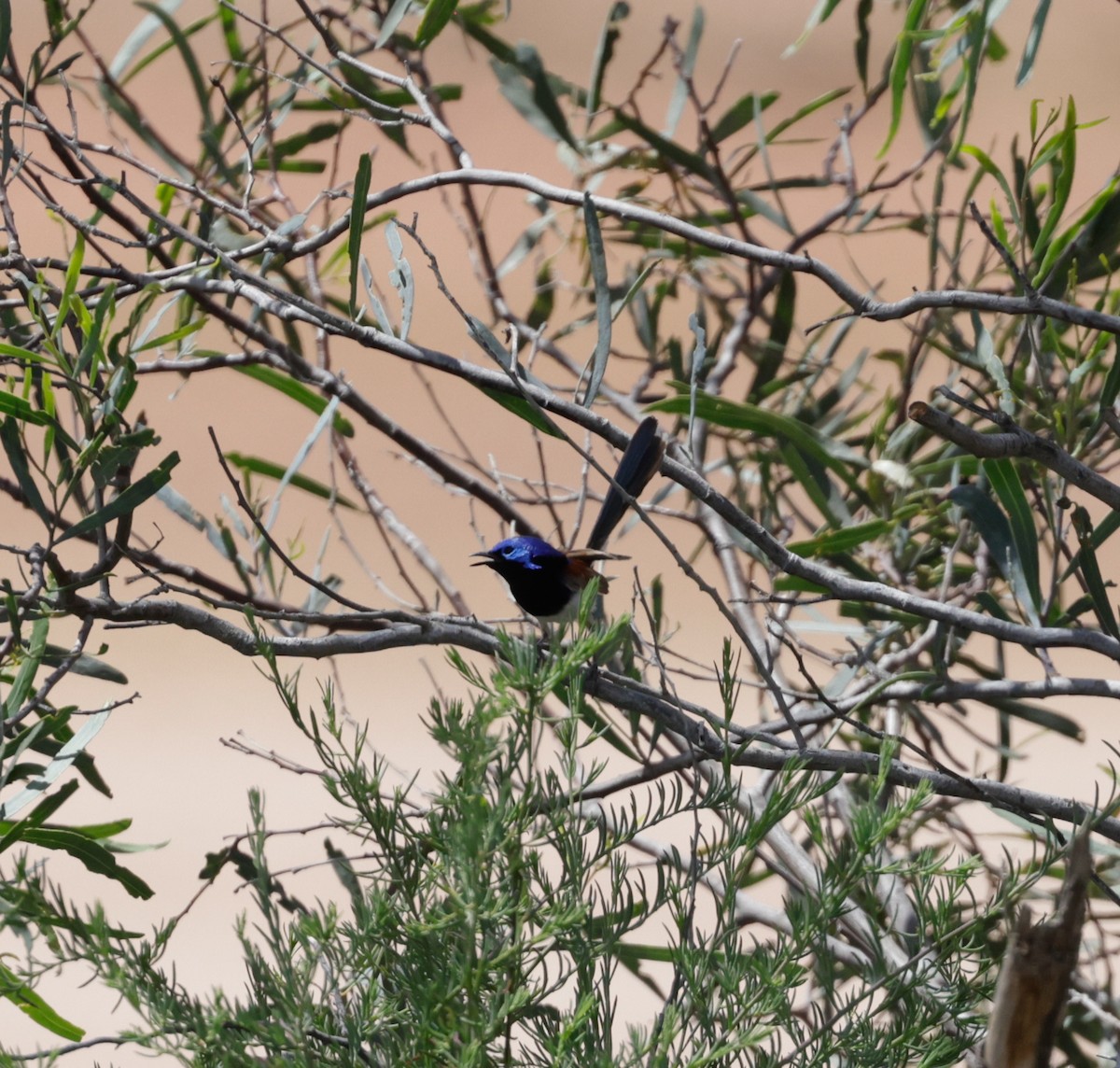 Purple-backed Fairywren - ML642467976