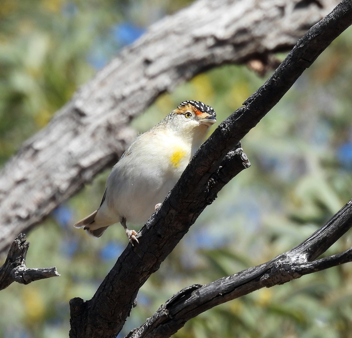 Red-browed Pardalote - ML642467986