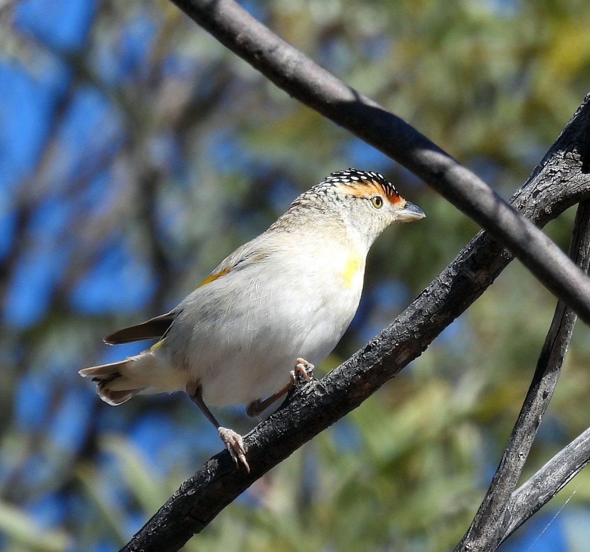 Red-browed Pardalote - ML642467989