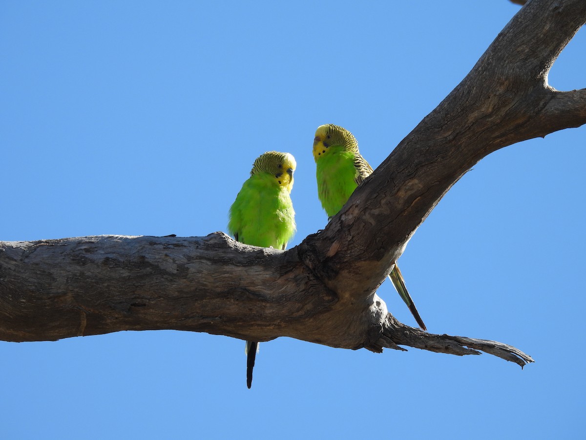 Budgerigar - ML642468004