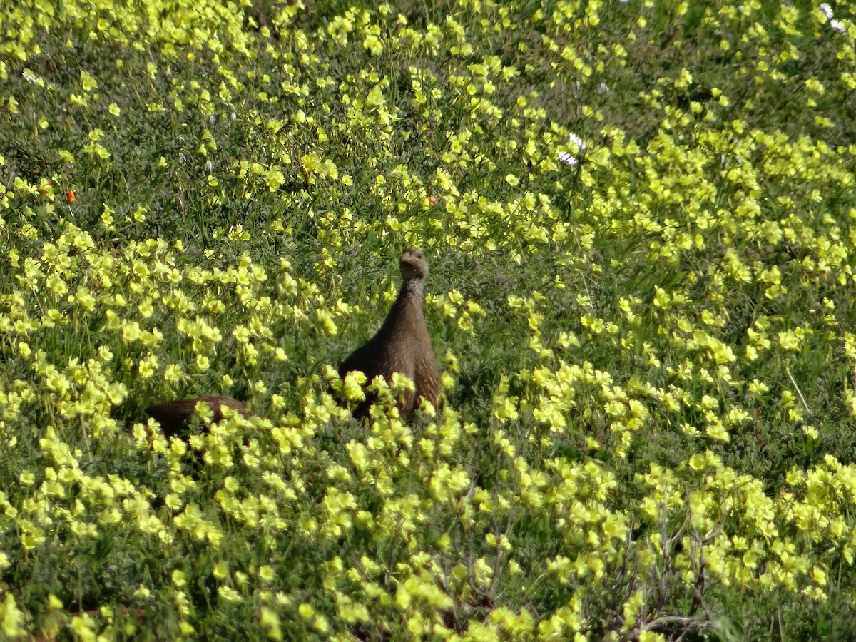 Cape Spurfowl - ML642468005