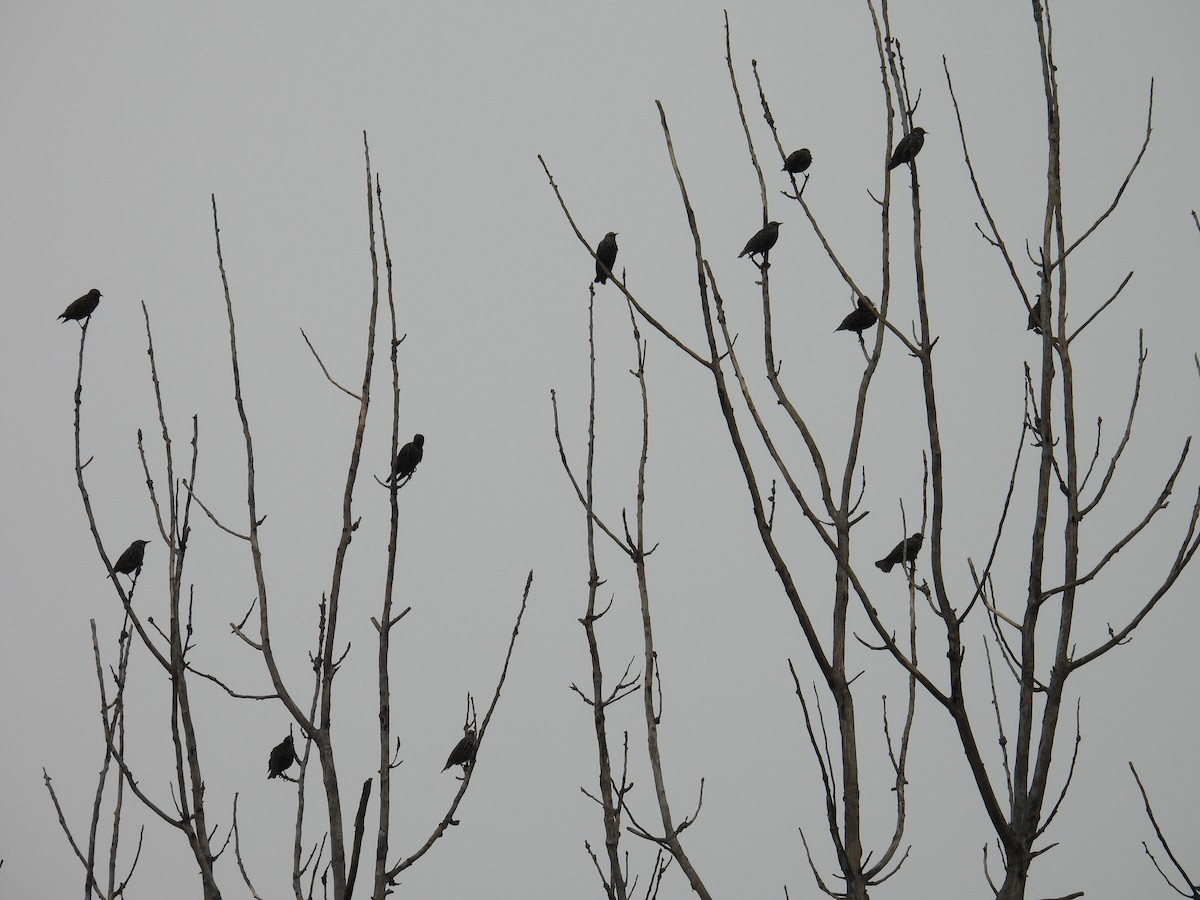 European Starling - ML642468007