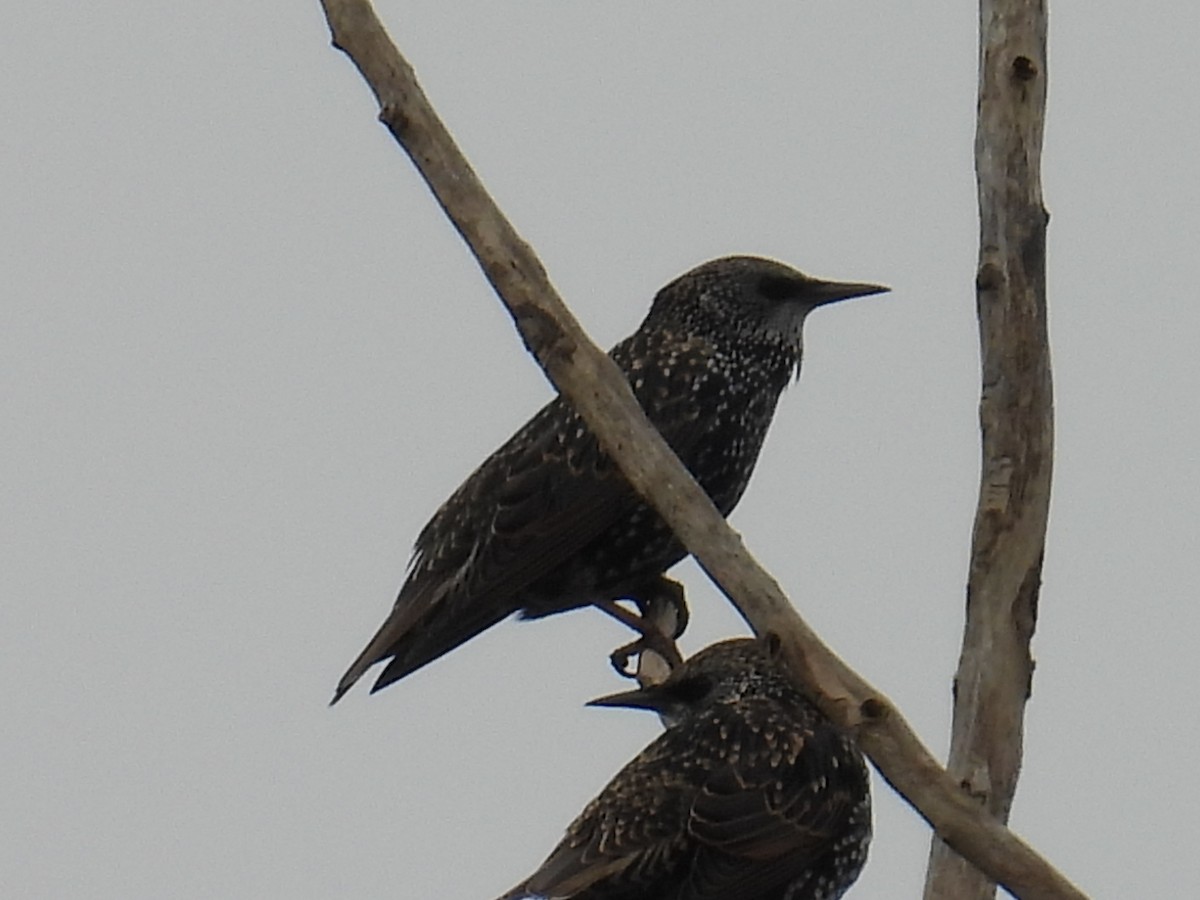 European Starling - ML642468008