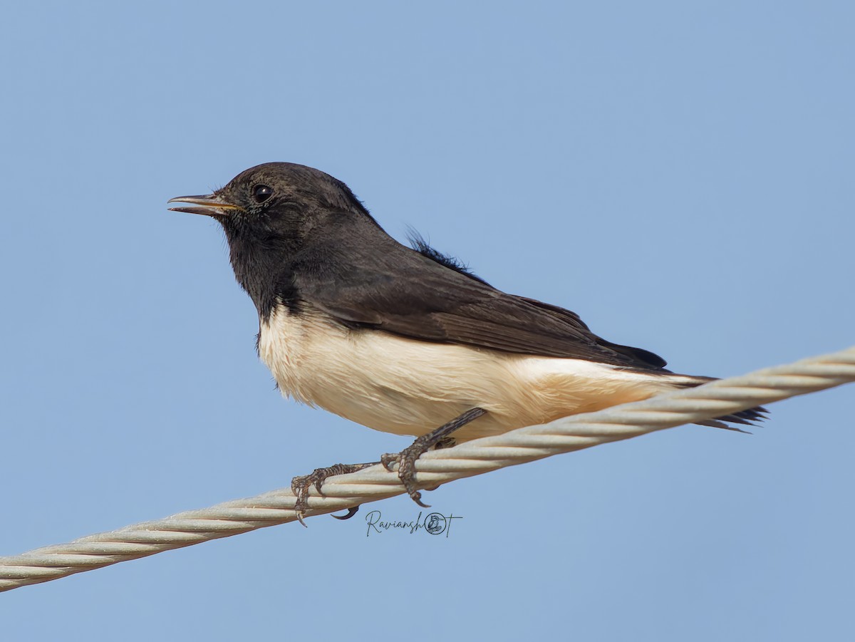 Variable Wheatear - ML642468010