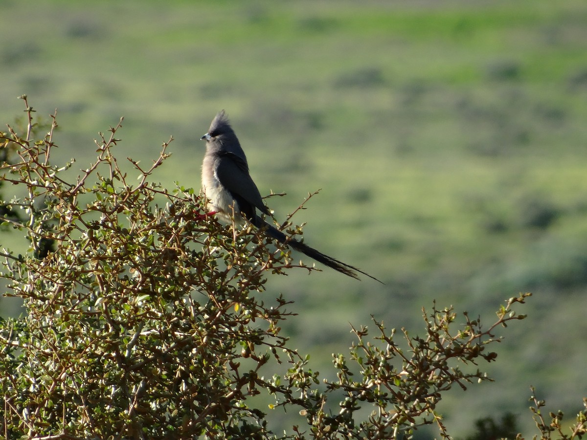 White-backed Mousebird - ML642468033