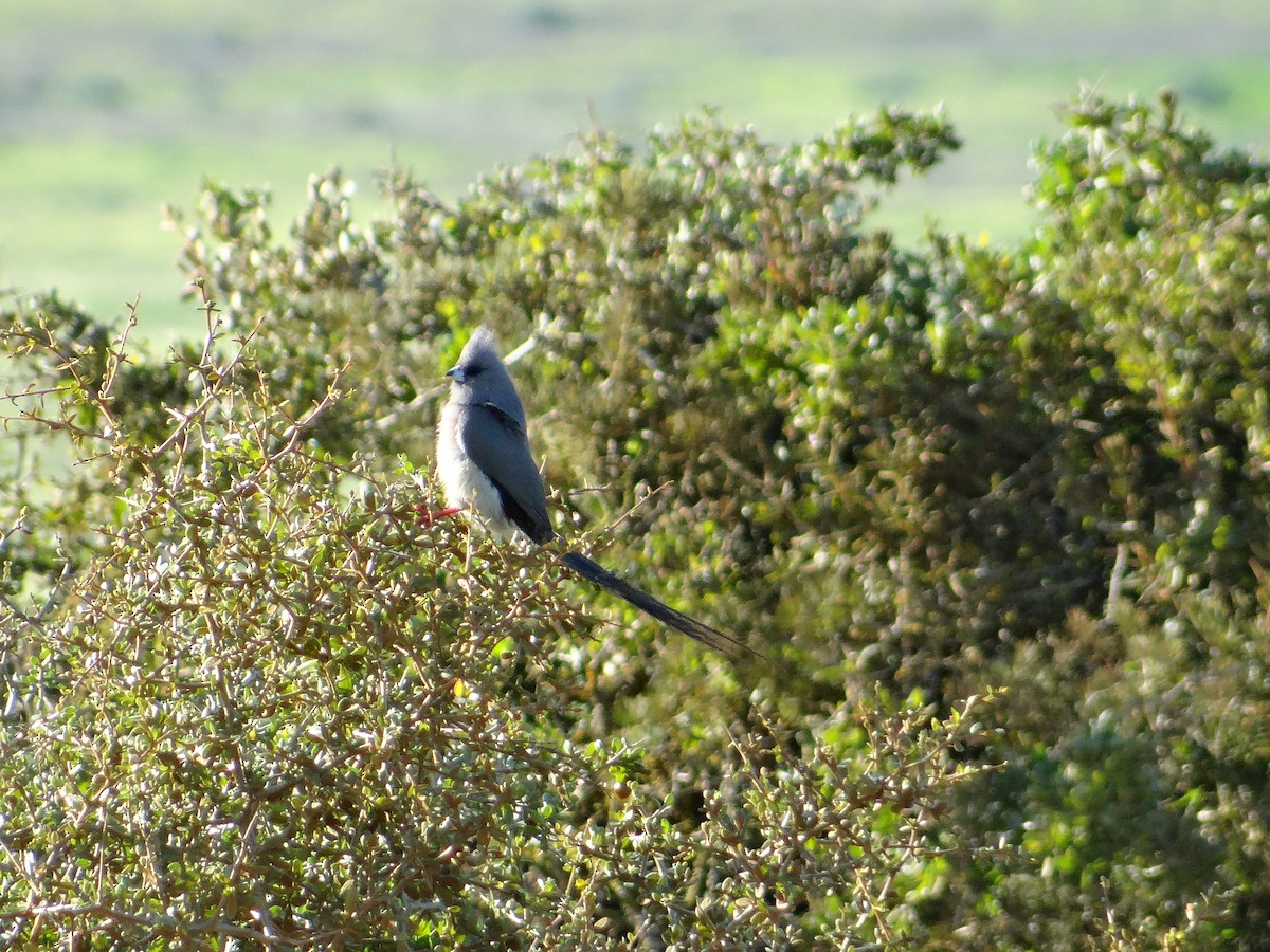 White-backed Mousebird - ML642468034