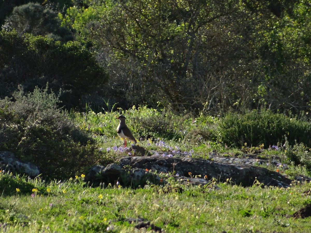 Crowned Lapwing - ML642468039