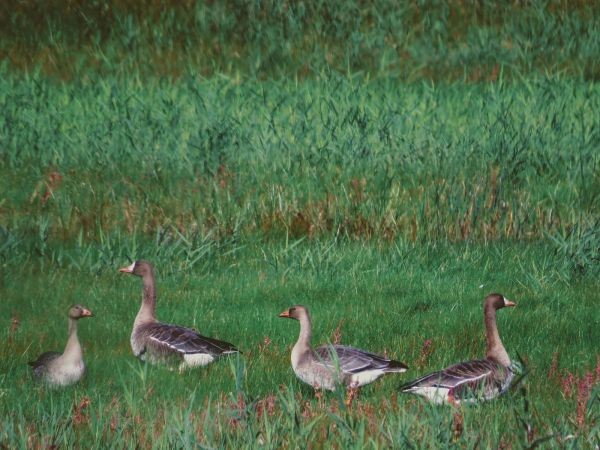 Greater White-fronted Goose - ML642468139