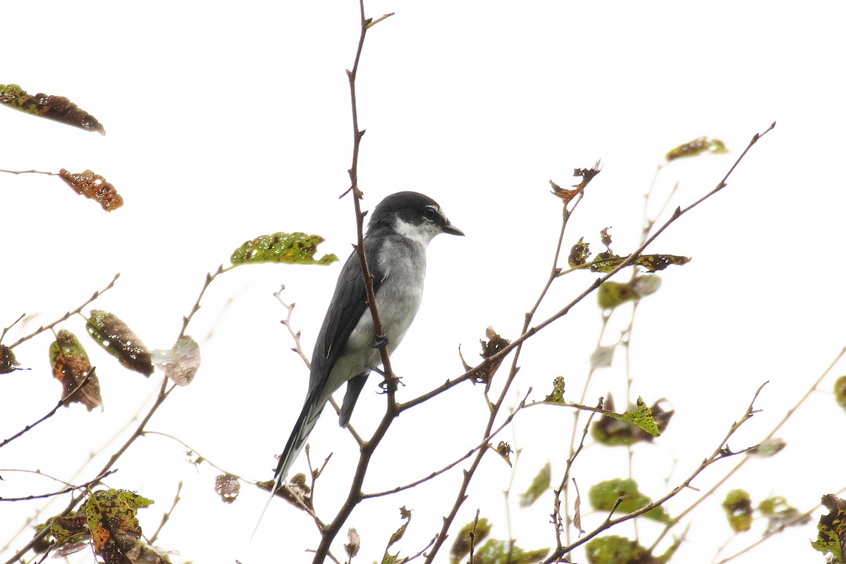 Ryukyu Minivet - ML642468145