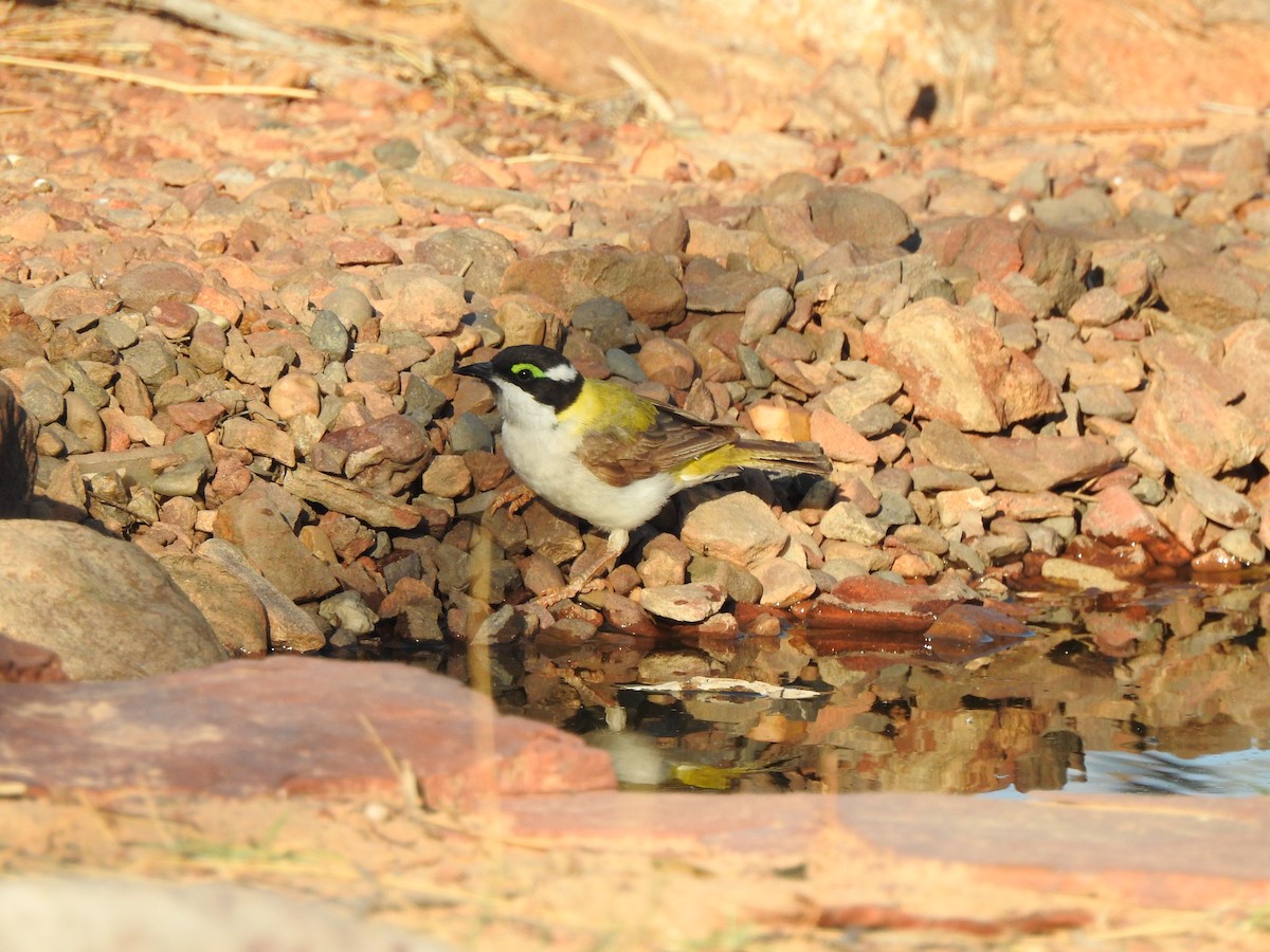 Black-chinned Honeyeater - ML642468182