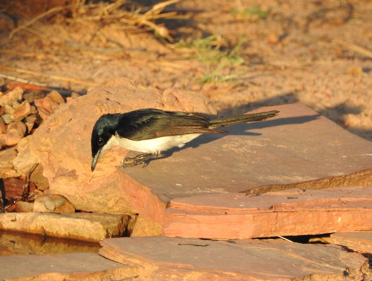 Paperbark Flycatcher - ML642468184