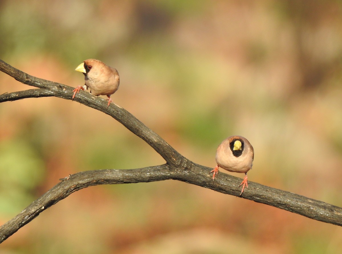 Masked Finch - ML642468189