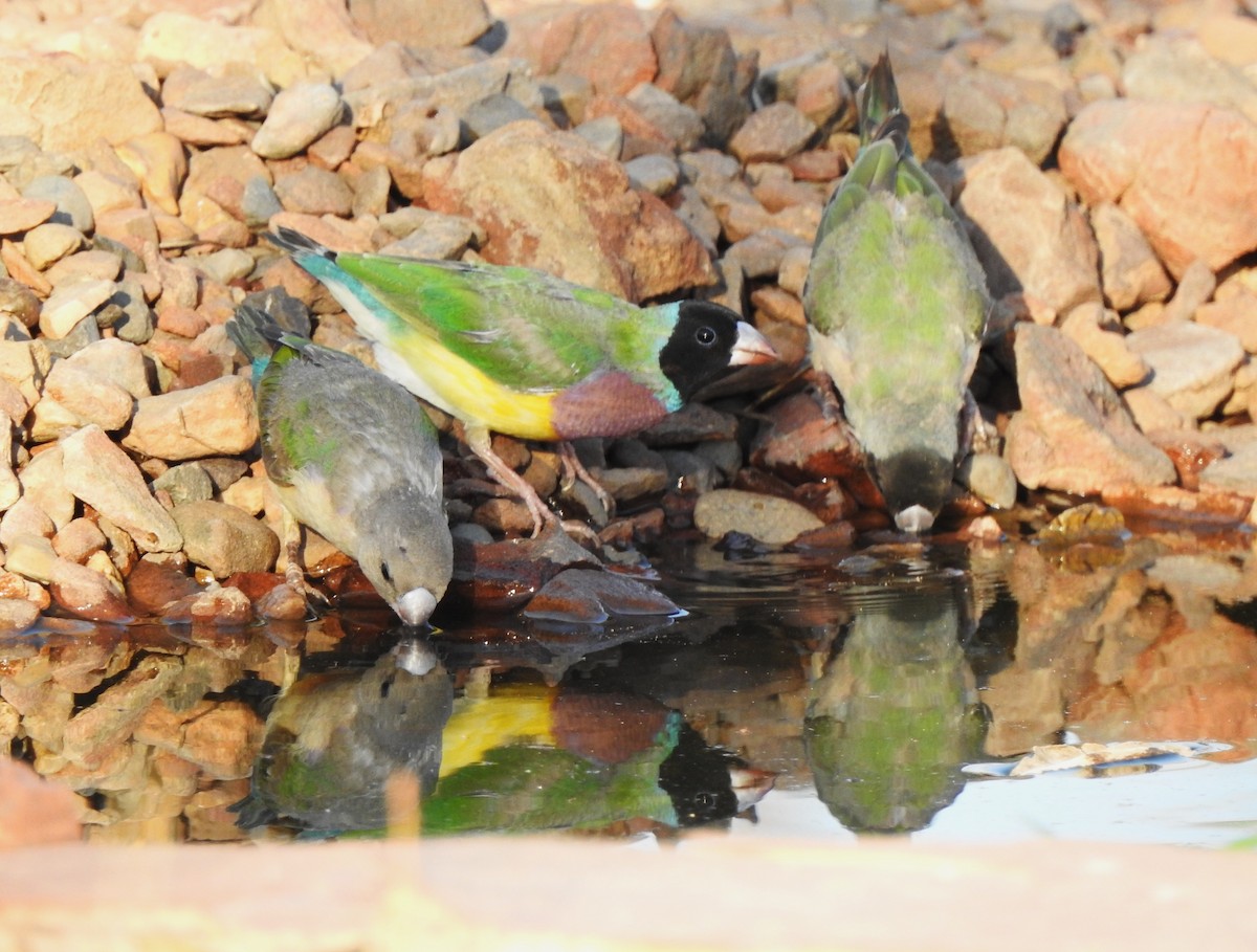 Gouldian Finch - ML642468193