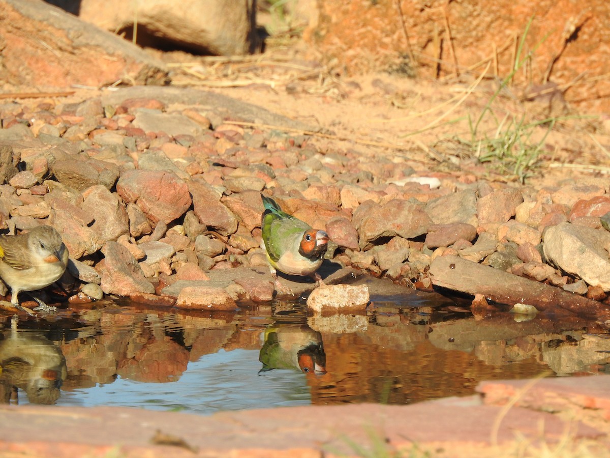 Gouldian Finch - ML642468195