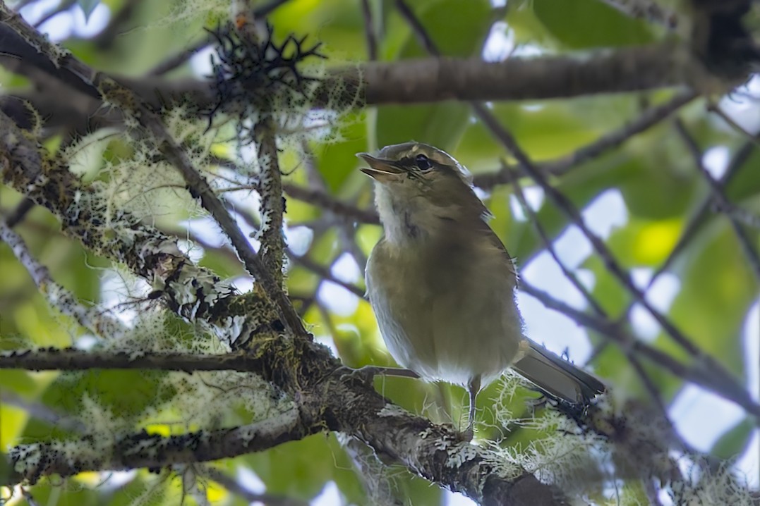 Lompobattang Leaf Warbler - ML642468196