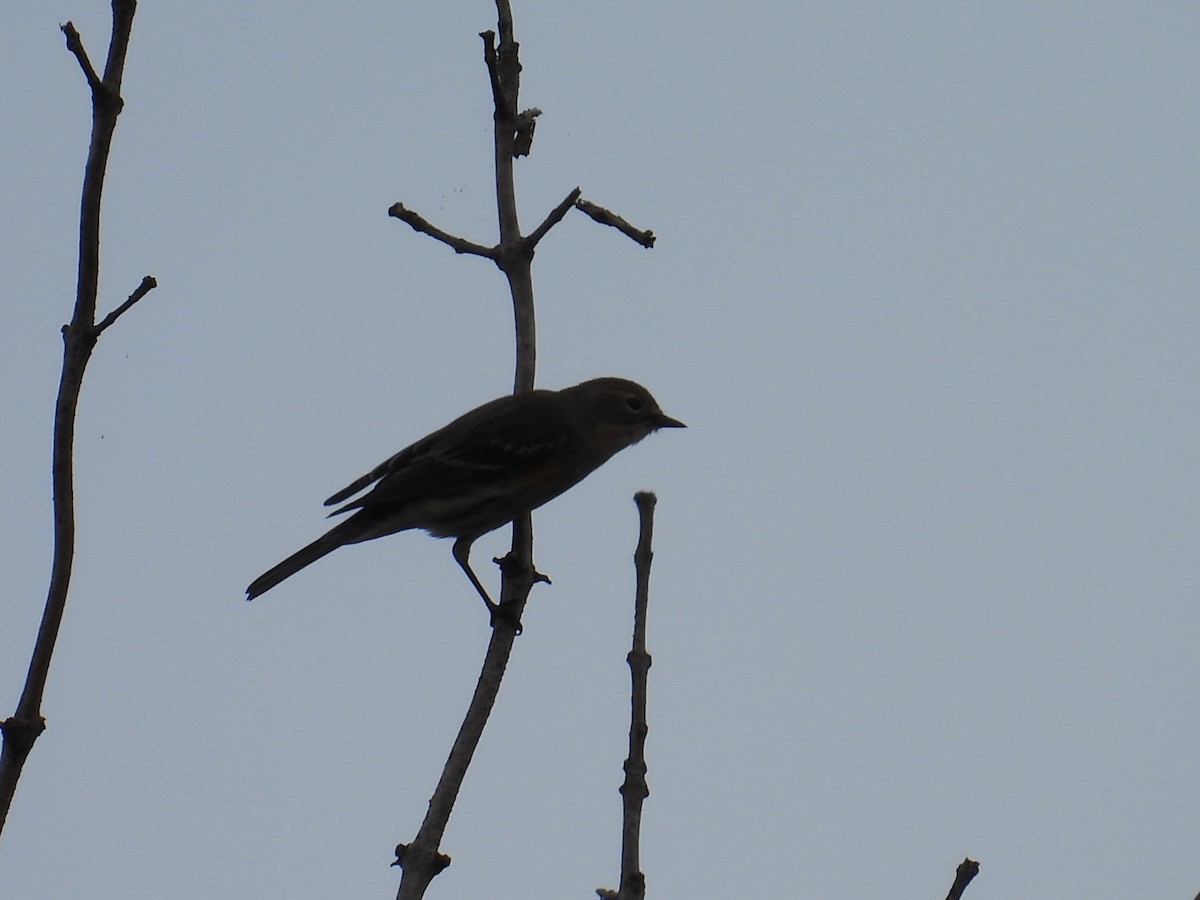 Yellow-rumped Warbler - ML642468201