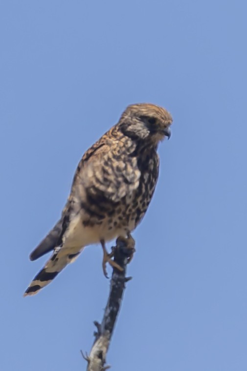 Spotted Kestrel - ML642468203