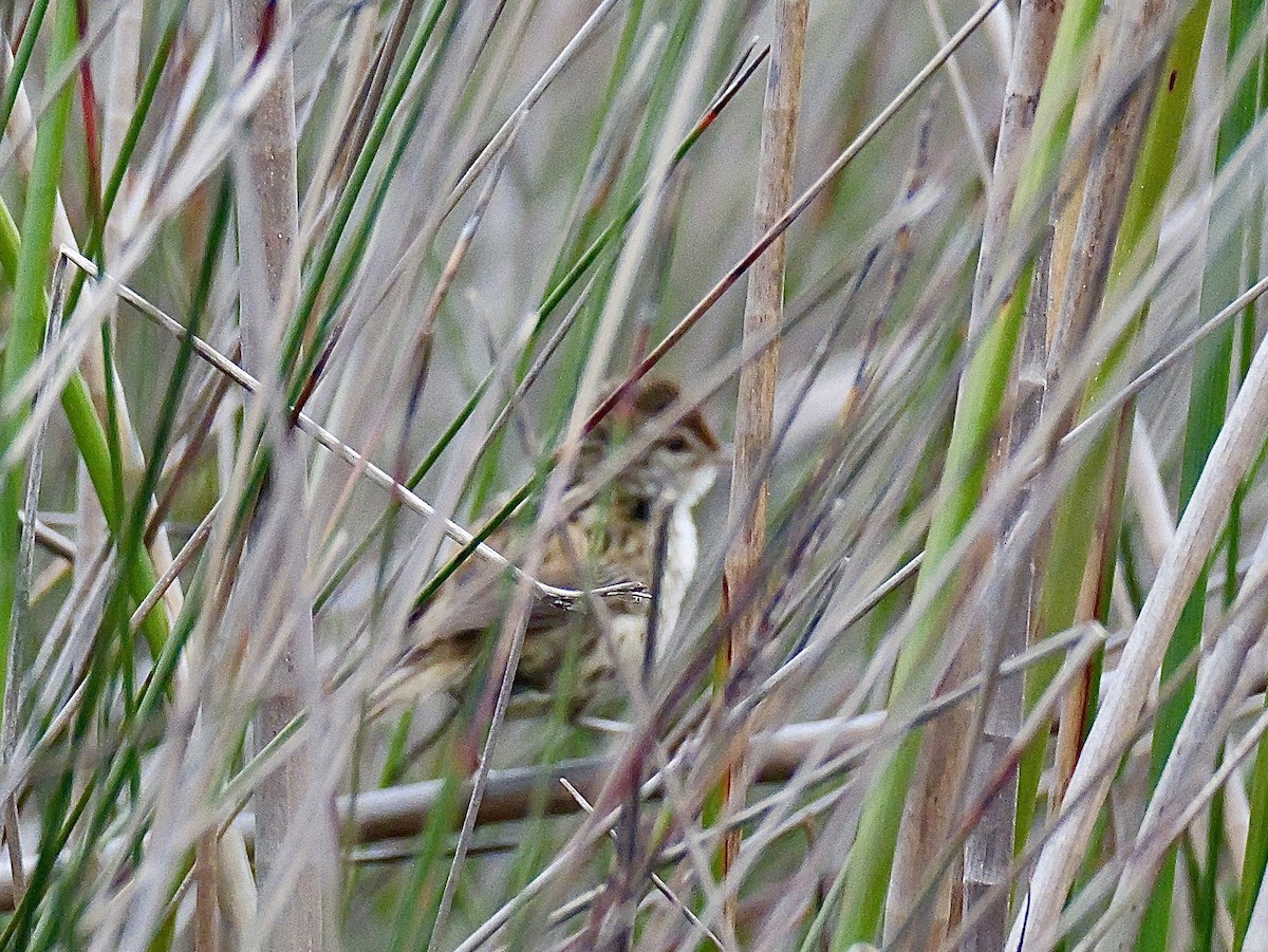 Little Grassbird - ML642468205