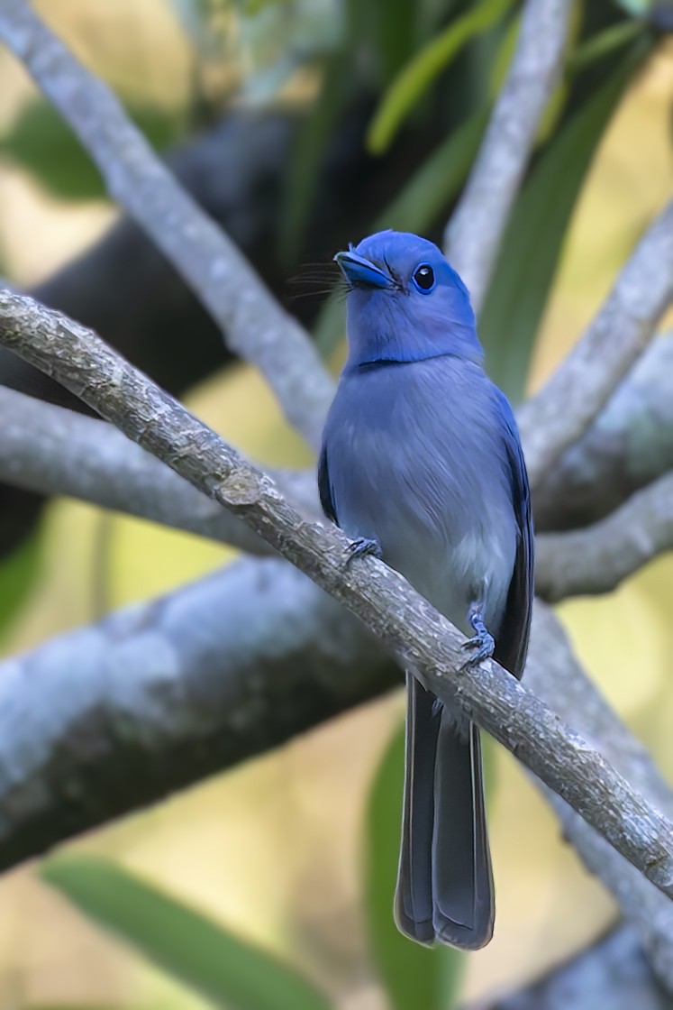 Pale-blue Monarch - ML642468227