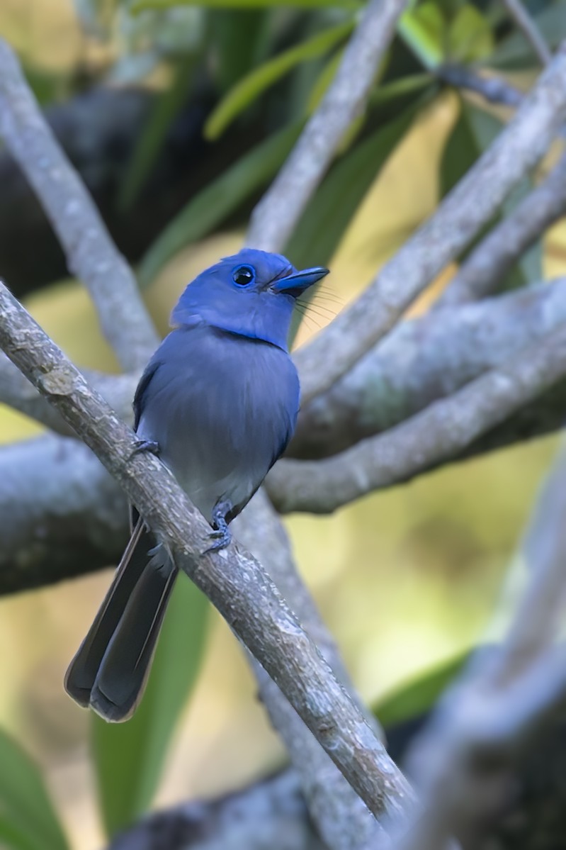 Pale-blue Monarch - ML642468228