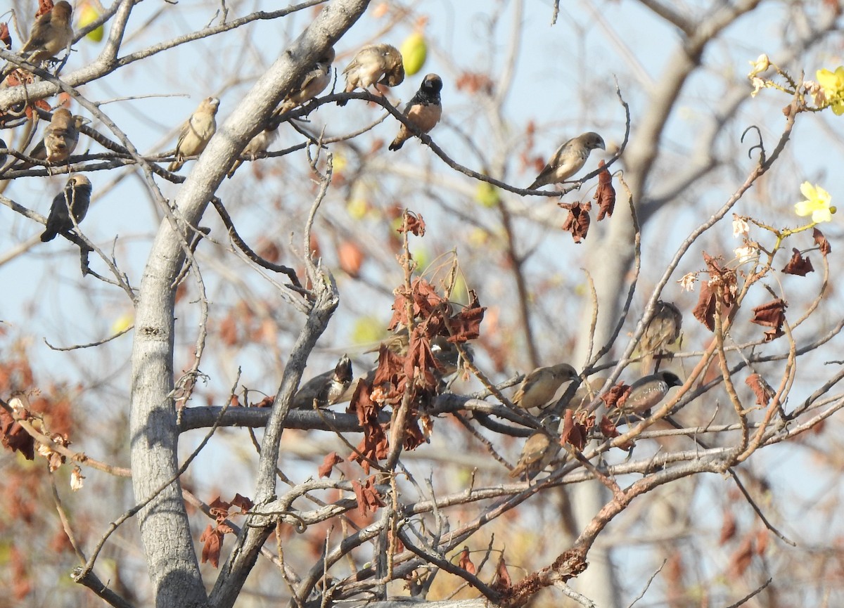 Pictorella Munia - ML642468239