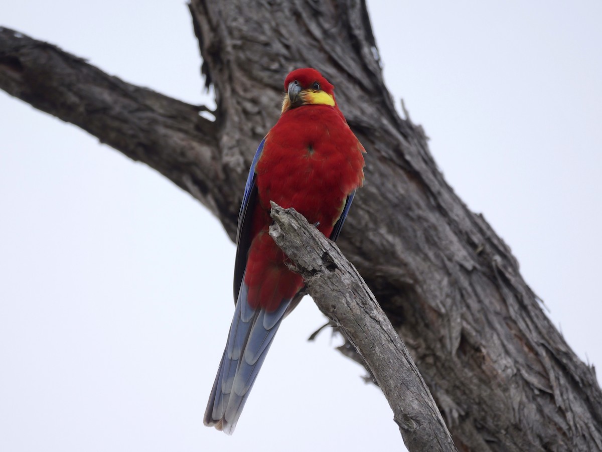 Western Rosella - ML642468242