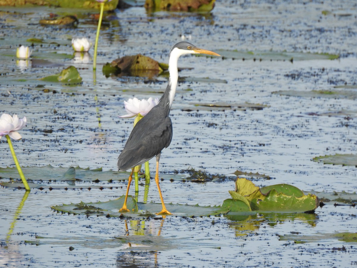 Pied Heron - ML642468292