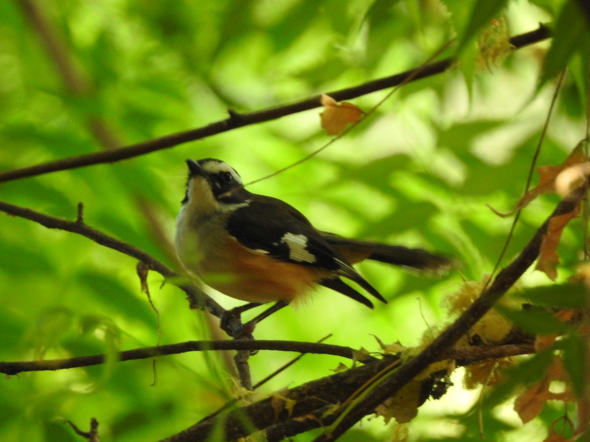 Buff-sided Robin - ML642468338