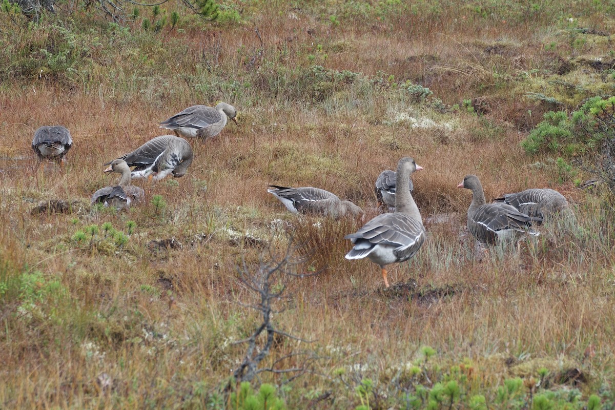 Greater White-fronted Goose - ML642468342