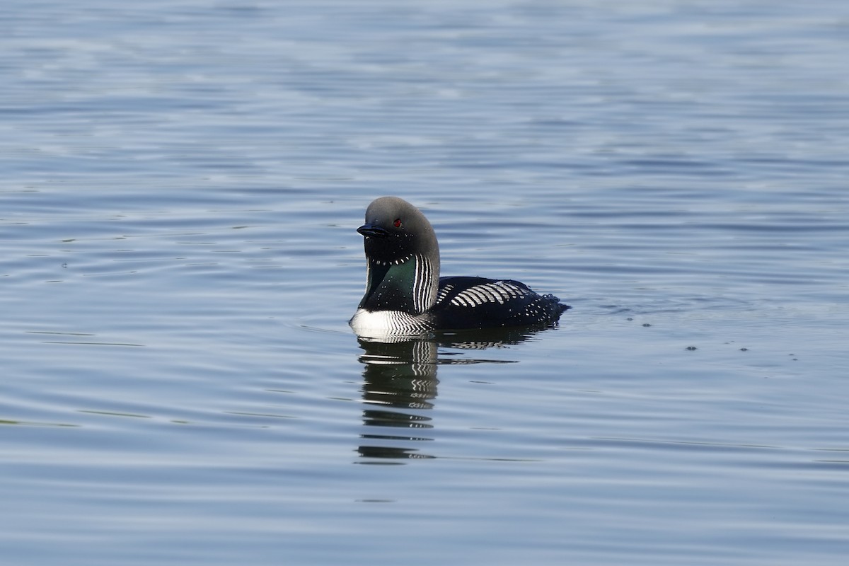Pacific Loon - ML642468347